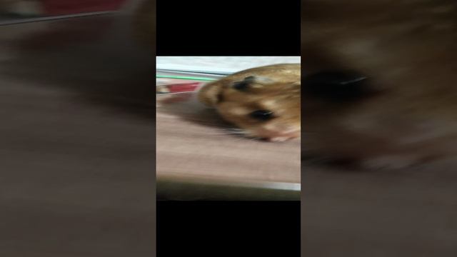 Мистер куся