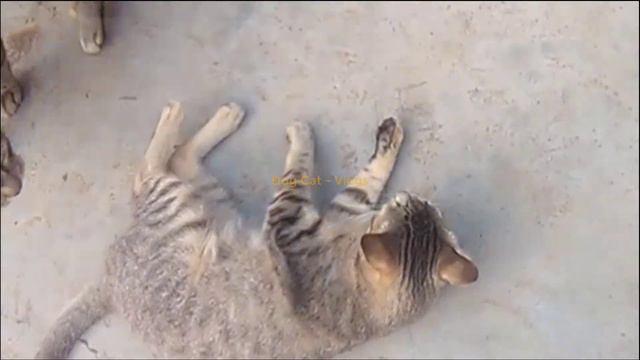 HAHA. WOW...! Very Funny - A Cat Is Struck By A Sound (hot New) Ll Dog Cat - Vlogs.