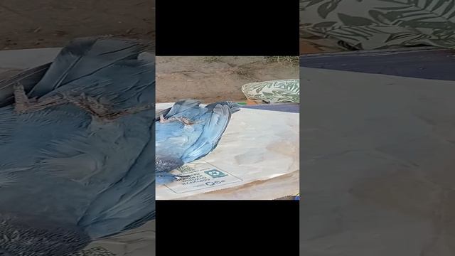 голубь