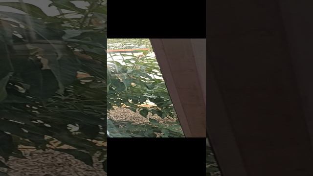 Обзор строительства дома из сэндвич-панелей.