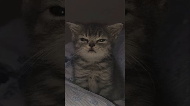 Я злой человек