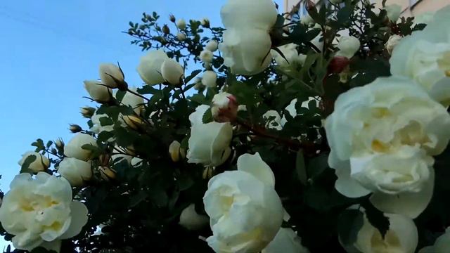 VID 20220616 191420 Я открываю красоту...(А. Вознесенский)...Павел Васильев Лахтинский