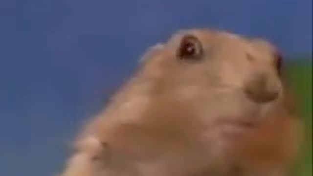 6e7202af965da98fedb65466d1c5bcdb