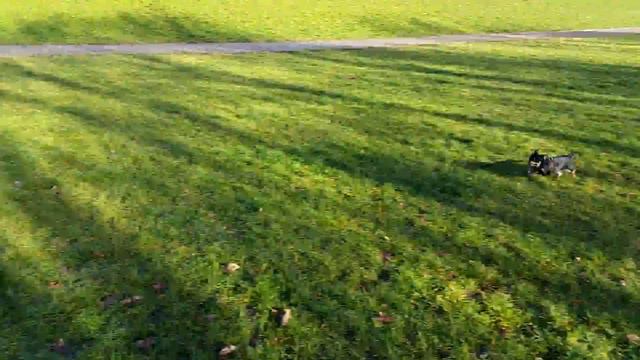 Jack Russell Monty Spielt Mit Chihuahua Cookie