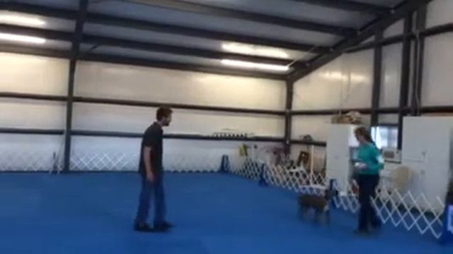 Pit Bull Open Obedience