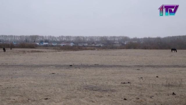 18.11.19. «Скотокрад»