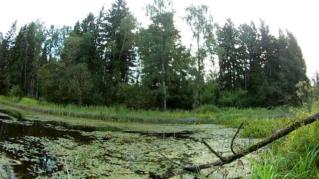 Две неразлучные уточки