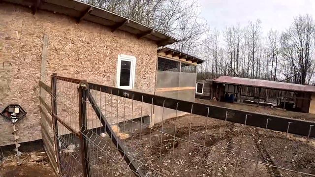 СТРАУС СЛОМАЛ ЗАГОН И УБЕЖАЛ ! ЧТО С РЫБОЙ В ПРУДУ ? ХУТОР В ЛЕСУ №288