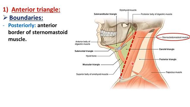 Overview Of The Neck (1) - Layers And Triangles - Dr. Ahmed Farid