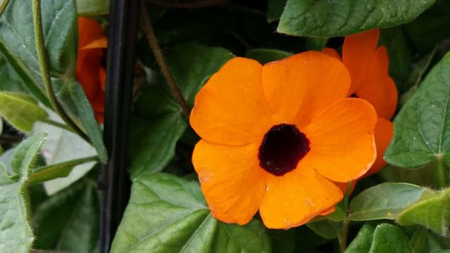 Jun'ichi Masuda- Pokemon Go Walking Theme- Phoebe Moon Piano Cover