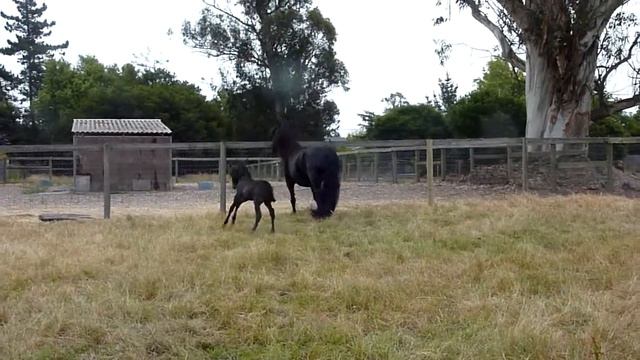 Friesian Mare And 2 Week Old Foal