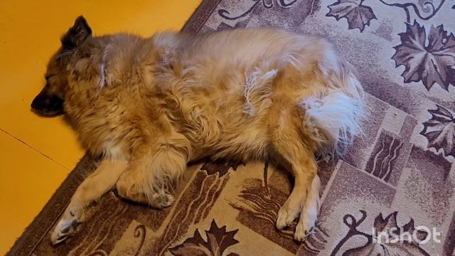 29 ноября 2022 г. Соня Белка Томас 🕔 🤫