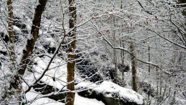 Nick Drake -  Fruit Tree.