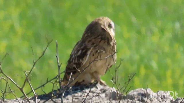 Sova Močvarica  -  Short-eared Owl  -  Asio Flammeus