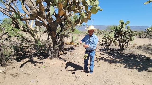 CORTANDO Y PELANDO NOPALES EN EL MONTE