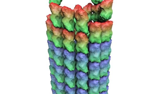 How A Microtubule Builds And Deconstructs