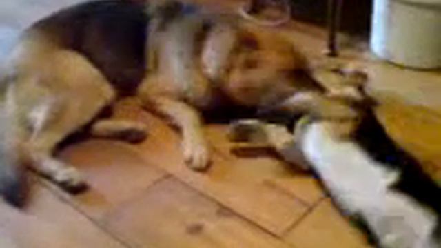 German Shepherd V Basset Hound