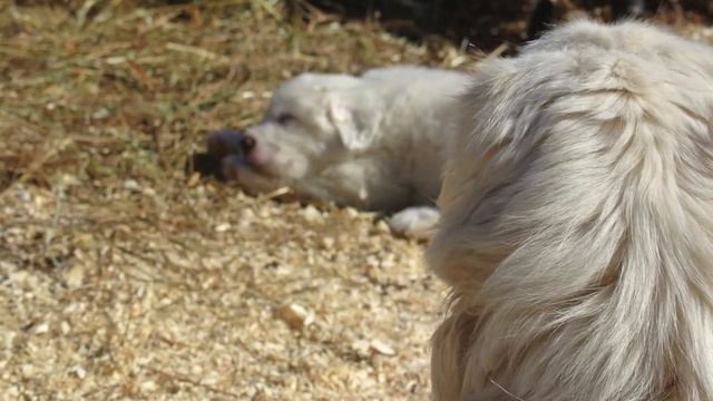 ByeByeMissAmericanCutiePies Display