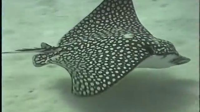 Diving Little Cayman, 2001