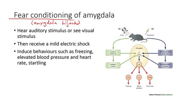 HKBB101 | 10 | Emotions And Affective Aspect Of Our Brain