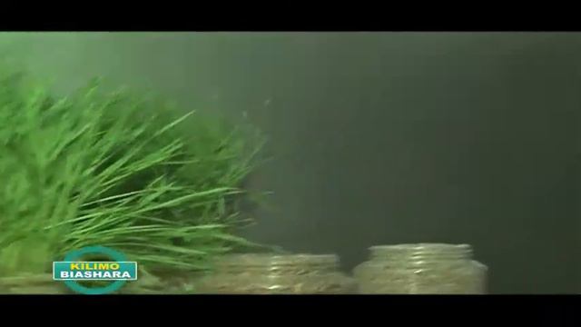 Insects Rearing In Kenya