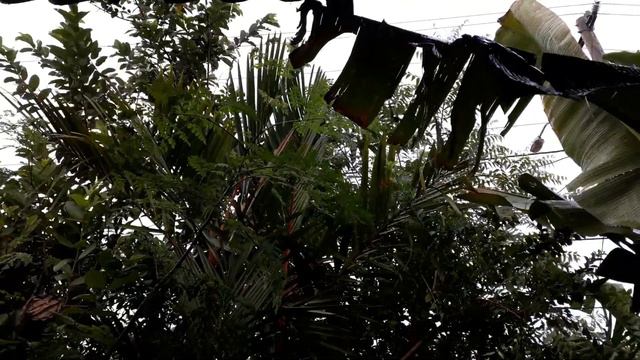 Lili Samaniego Y Kiko Rodríguez. Gallino América.