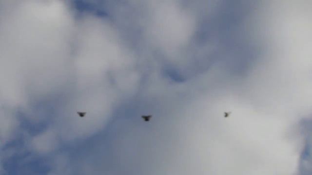 Полеты голубей и немного о предстоящем зимнем голубедромег 30 11 21