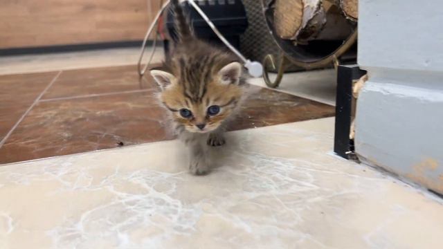 Kitten Steve Loves To Sleep On A Big Man More Than Walk Around The Room