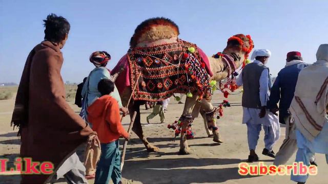 Oonth Mela Video || Camel Mela || Oonth Dungal