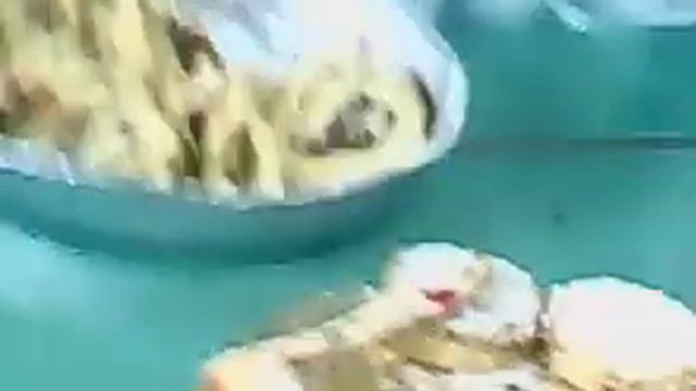 8b378d51f4298237cc4a3fad65f1e7d5