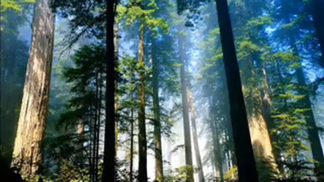 Anggun -  Eden -  Genesis Ⅱ