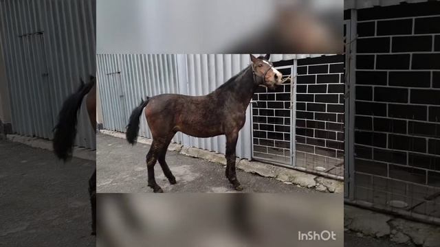 Ат багуунун жолдору. Баардык сырларын айтып берем. 19 марта 2022 г. @horse @лошадь@жылкы@ат багуу