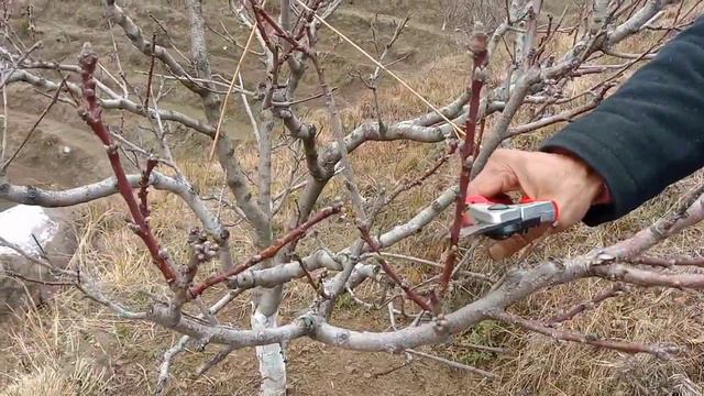 Pruning Of Peach With Expert In Hindi I Peach Pruning -2022  I आडू की प्रूनिंग विशेषज्ञ के साथ I