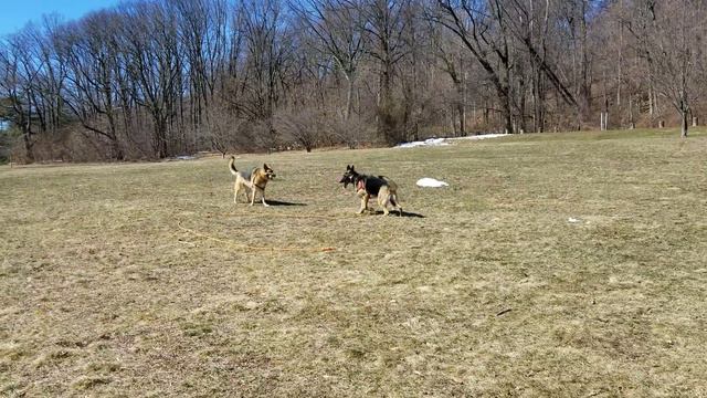 German Shepard Babysitting And Training!!!!