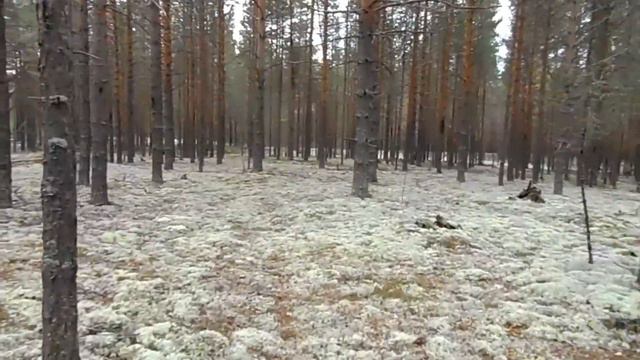 БОРОВЫЕ БЕЛЫЕ ГРИБЫ 13.09. 2019 (1 часть)