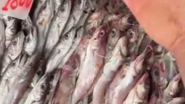 سوق السمك اليوم: سعر السمك اليوم  بالجزائر \ ميناء زموري مسمكة خوجة