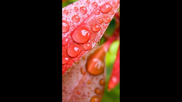 Roberto Cacciapaglia-Aurora