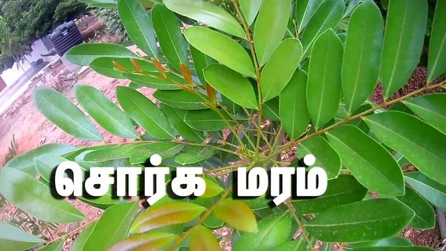 Kerala Herbal Water In Tamil | How To Make Kerala Ayurvedic Water | கேரளா மூலிகை தண்ணீர்