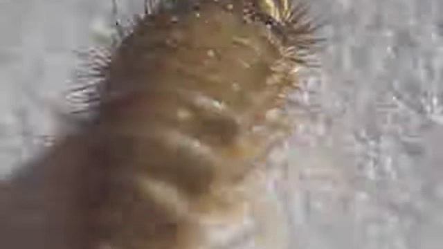Polyxenus Lagurus  -Millipede - INSECTOS DE ARGENTINA