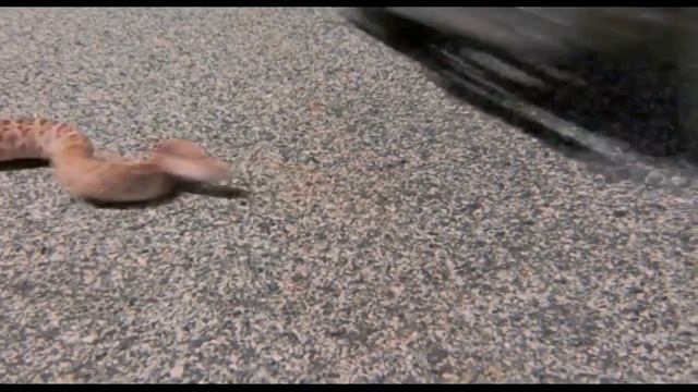 La Bamba (1987) - Parte 1 En Español Latino