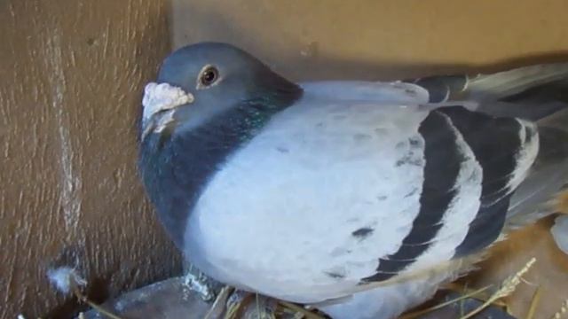 Azoulay Chez Batal Sadef