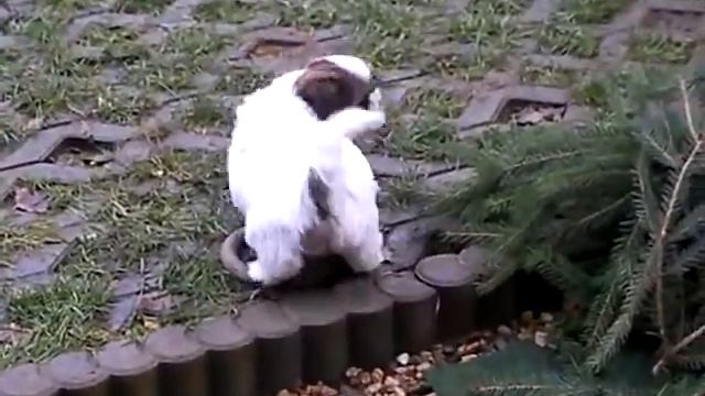Lhasa Apso Unter Tannen
