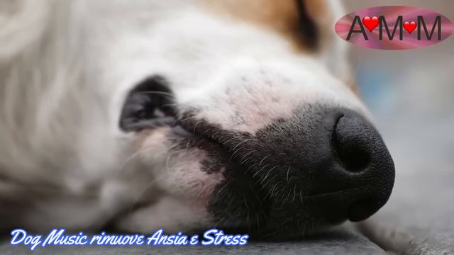 Musica Rilassante Per CANI - Calma Ansia E Stress Al Tuo Cane! FUNZIONA!