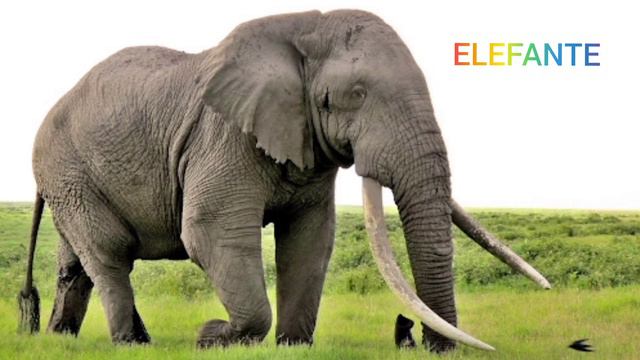 Animales De La Selva