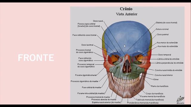 Ossos Do Crânio - Monitoria Anatomia Médica PUCPR