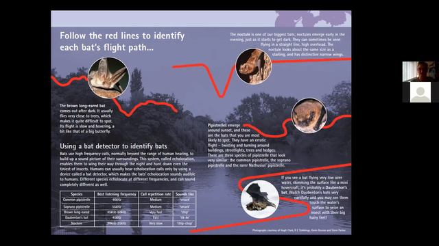 All About Bats With Naomi Davis