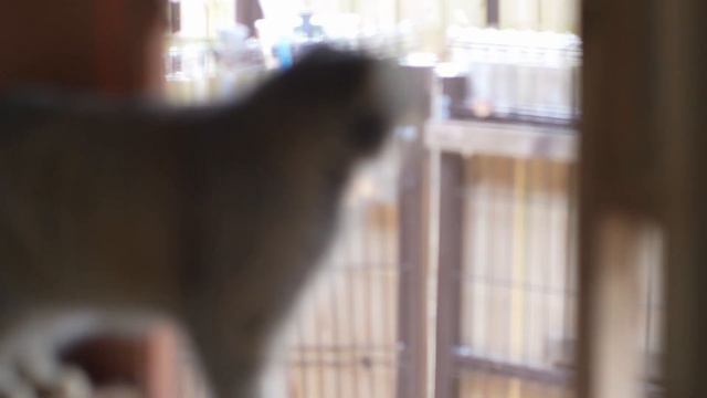 【1分deマヌルネコ】ロータス、今日も元気にうろうろーたす！