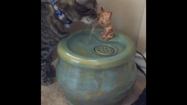 Abby Is Drinking From His New EBI Cat Fountain