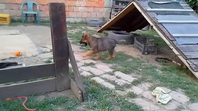 Nemacki Ovcari Muska Stenad Od Radnih Linija