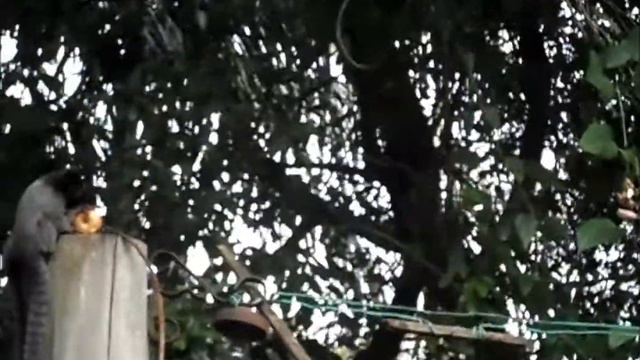 Alimentando Os Micos